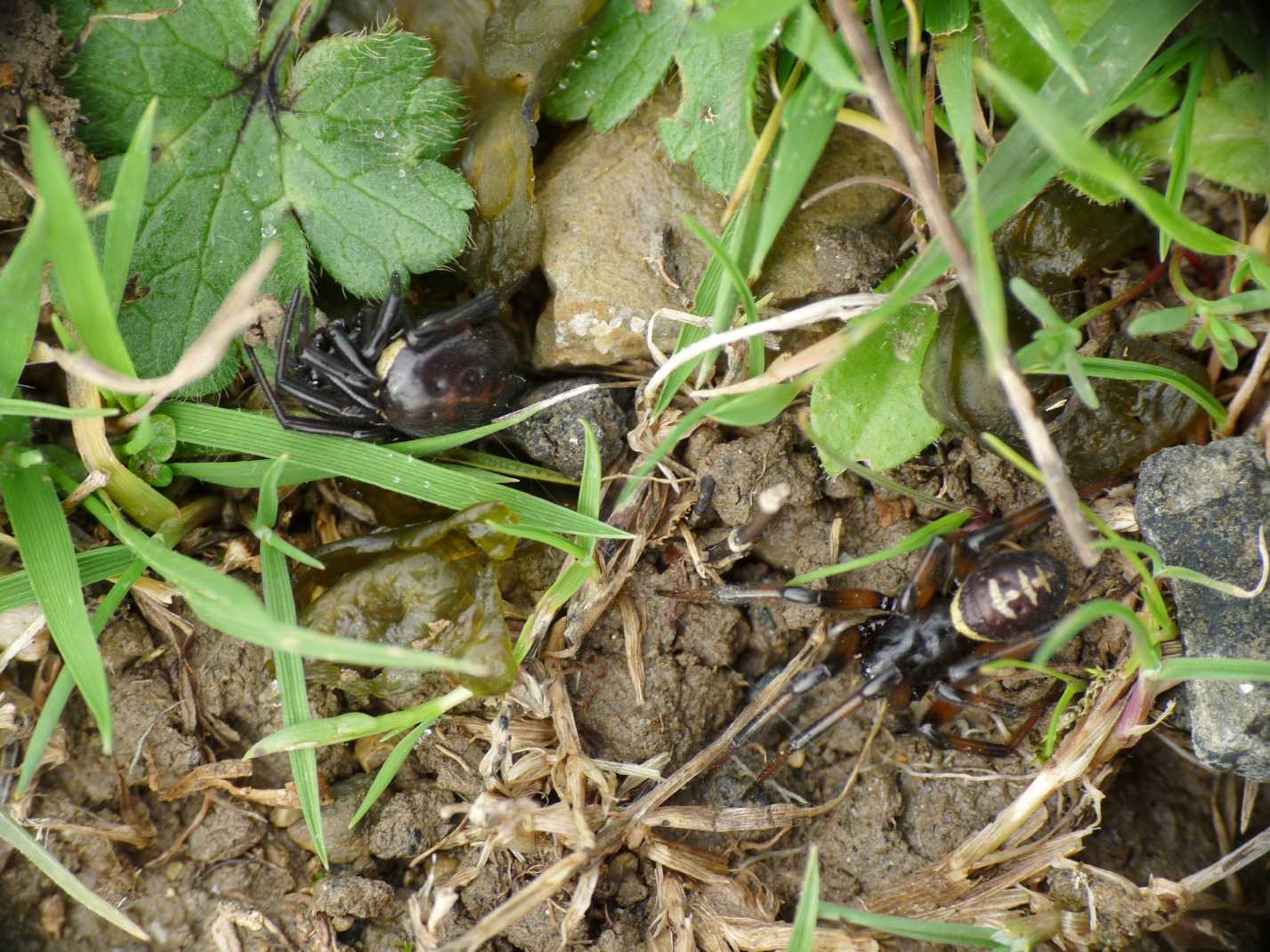 Steatoda paykulliana