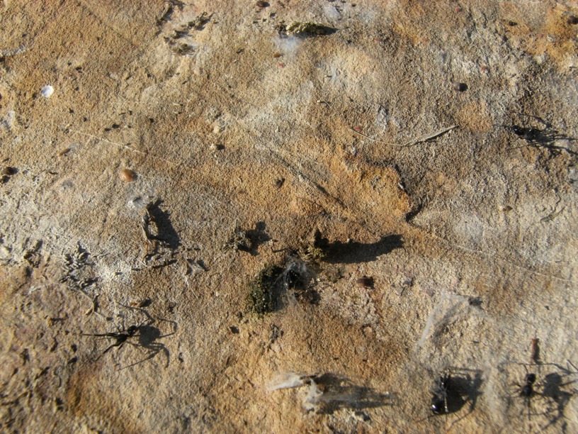 Corynnidae in gruppo