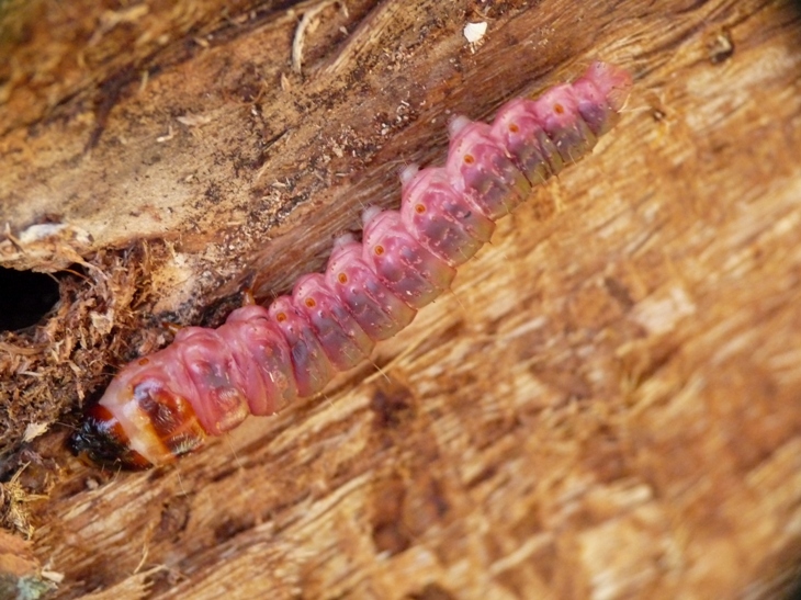 Larva di Cossidae