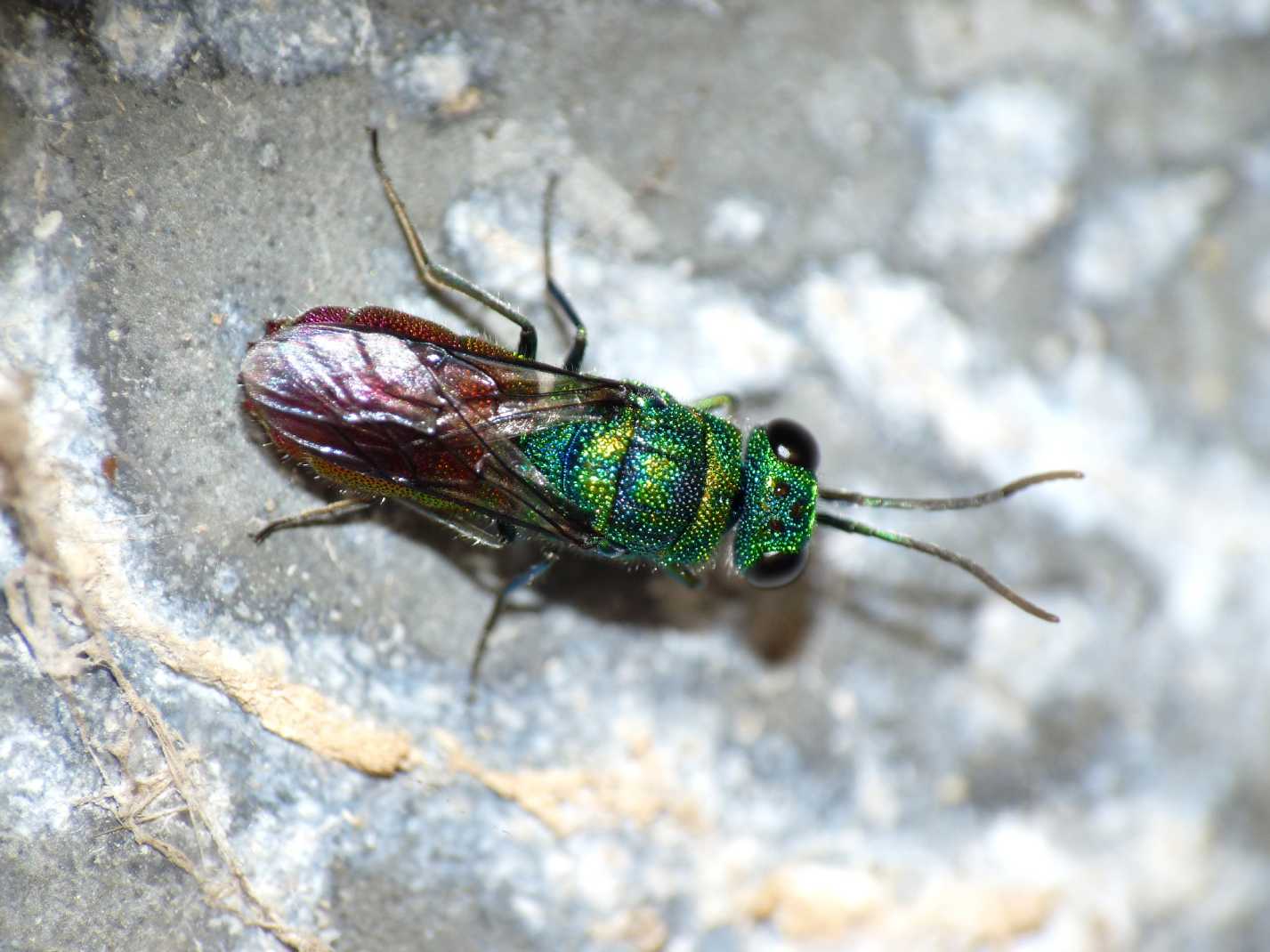 Chrysididae all''opera