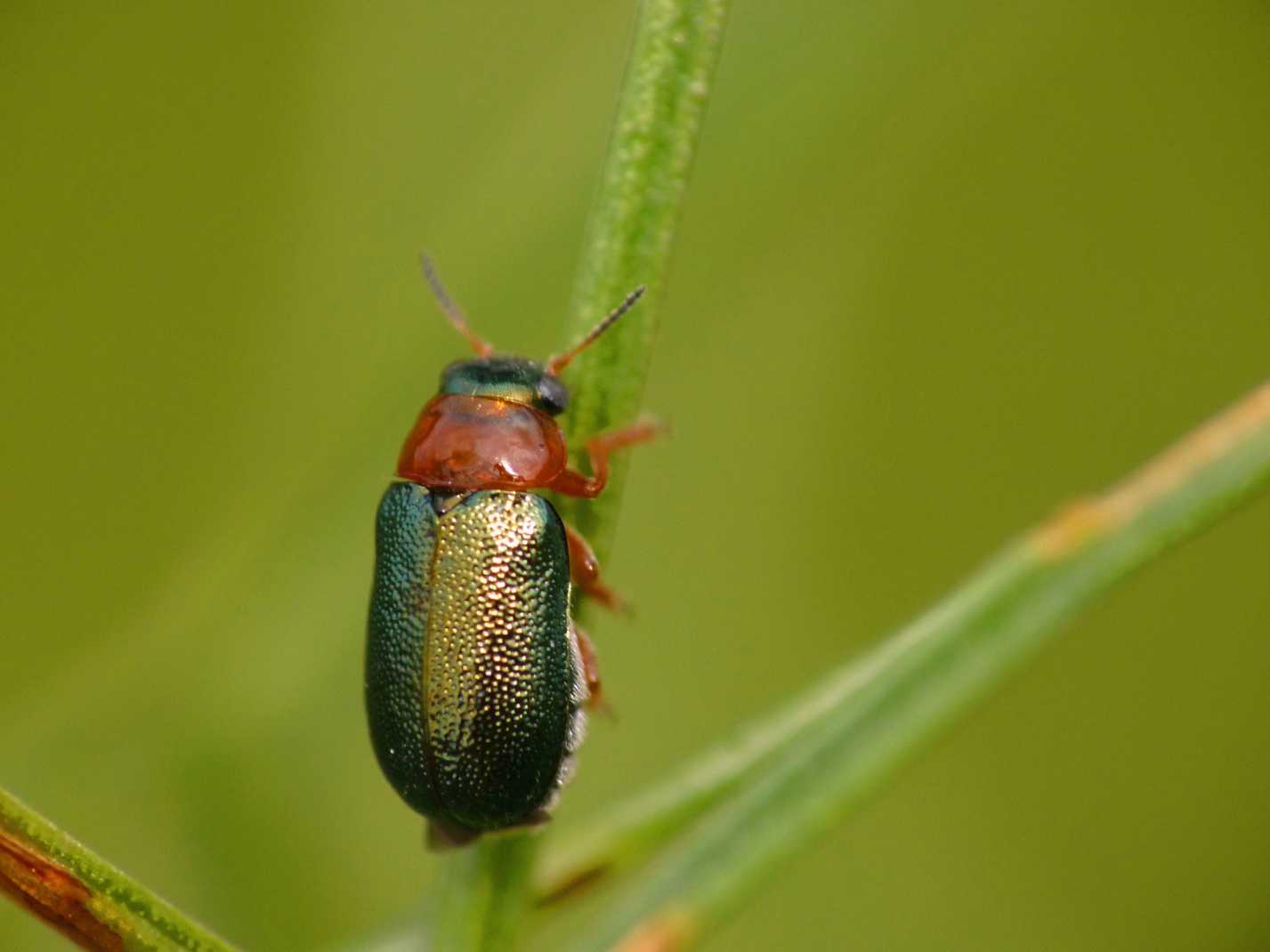 Piccolo Chrysomelidae?