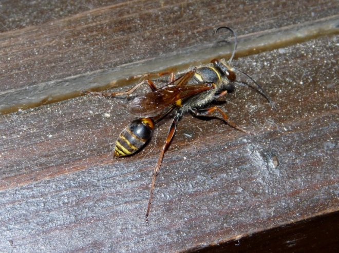 Sceliphron caementarium