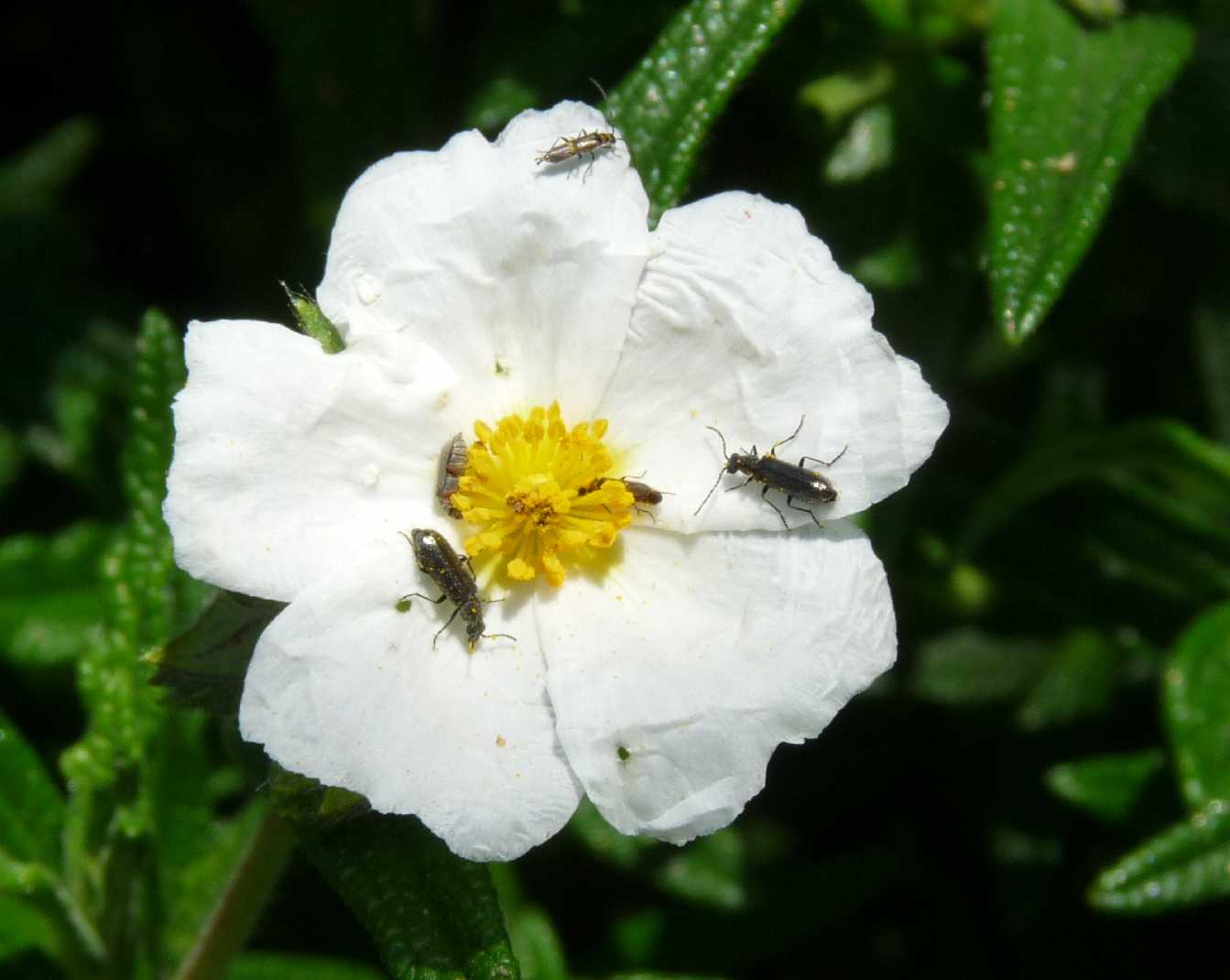 Ancora coleotterini floricoli