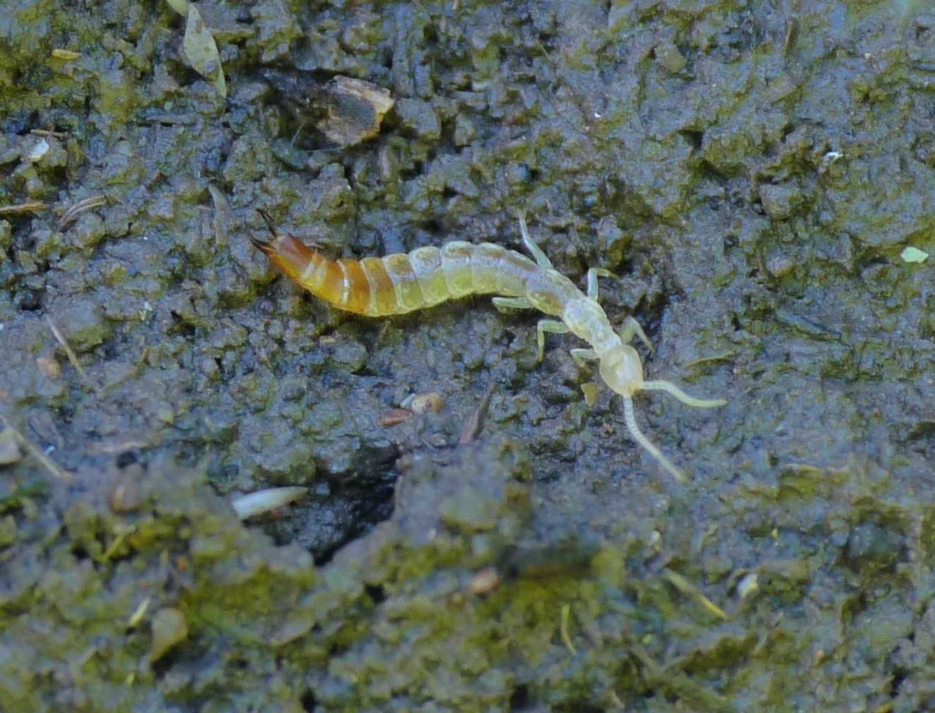 Japygidae (Diplura)