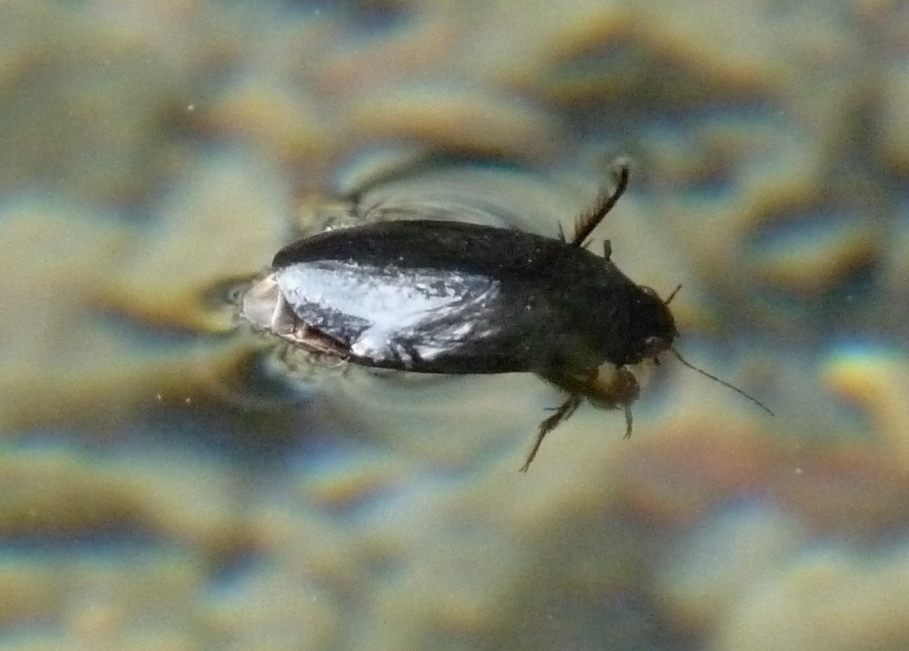 Dytiscidae di torrente: Meladema coriacea