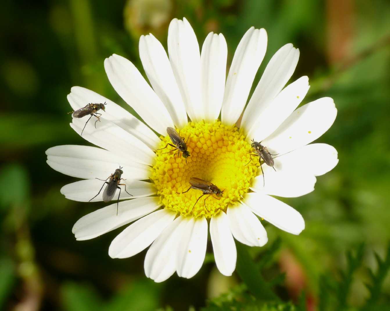 Moschini su fiore: Dolichopodidae