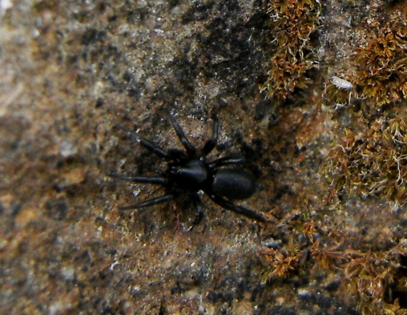 Liophrurillus flavitarsis (Corinnidae)