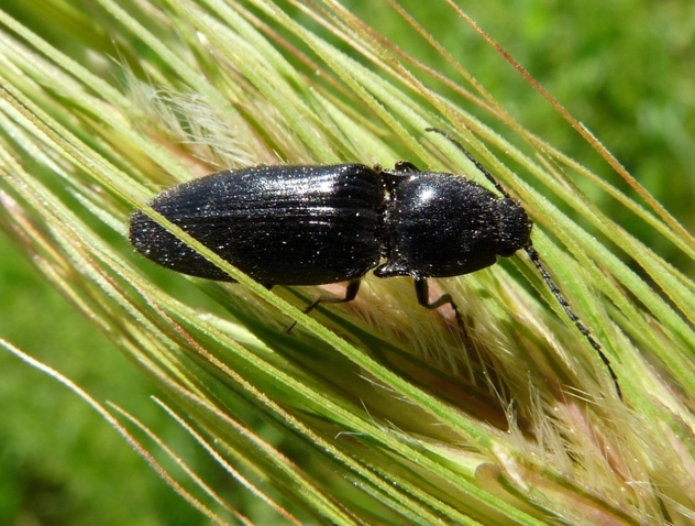 Hemicrepidius hirtus