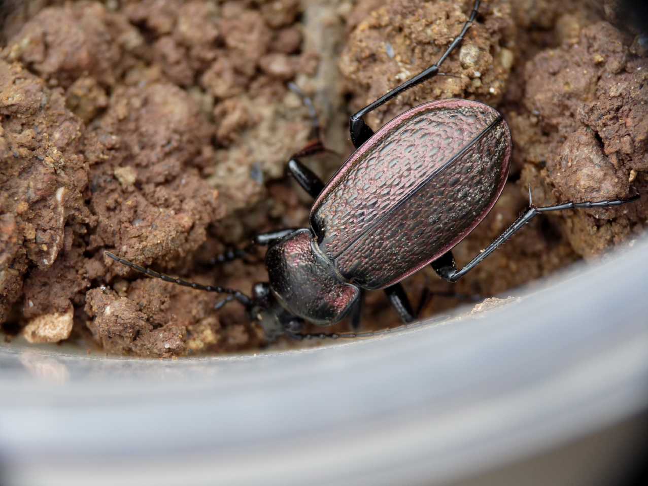 Carabo da determinare: Carabus alysidotus