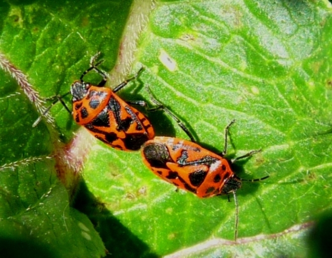 Eterotteri in accoppiamento: Eurydema ornata