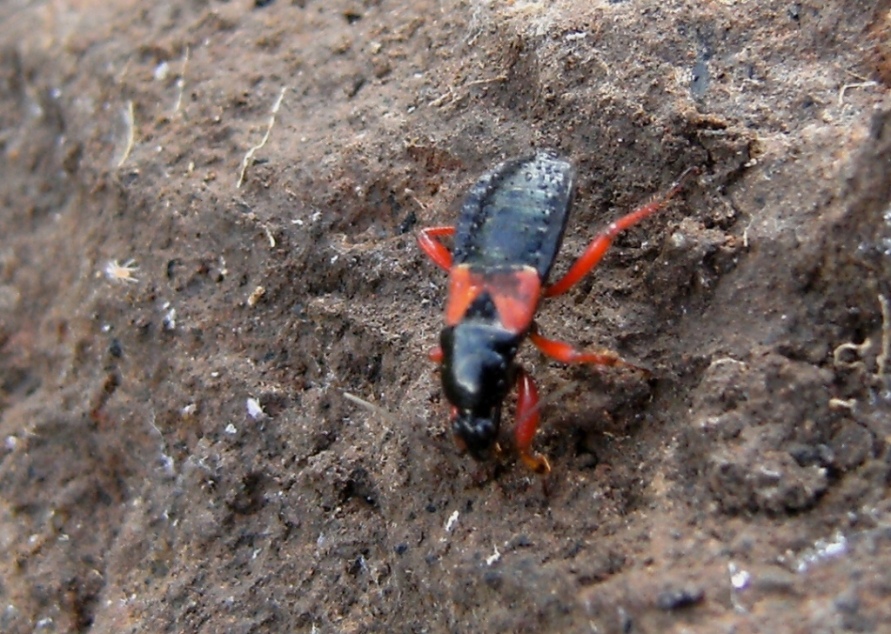 Nabidae: Prostemma guttula sotto una pietra a Roma