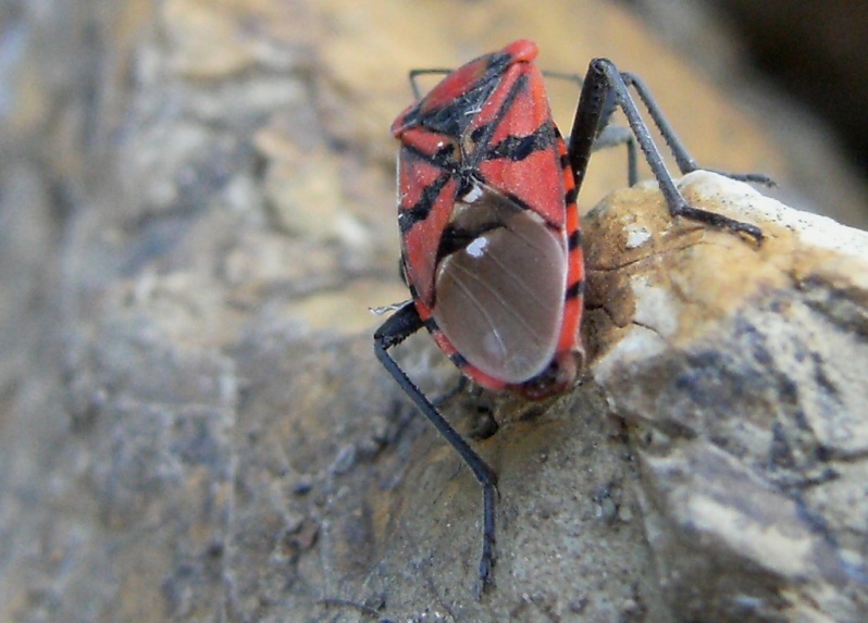 Eterottero sotto una pietra: Spilostethus pandurus