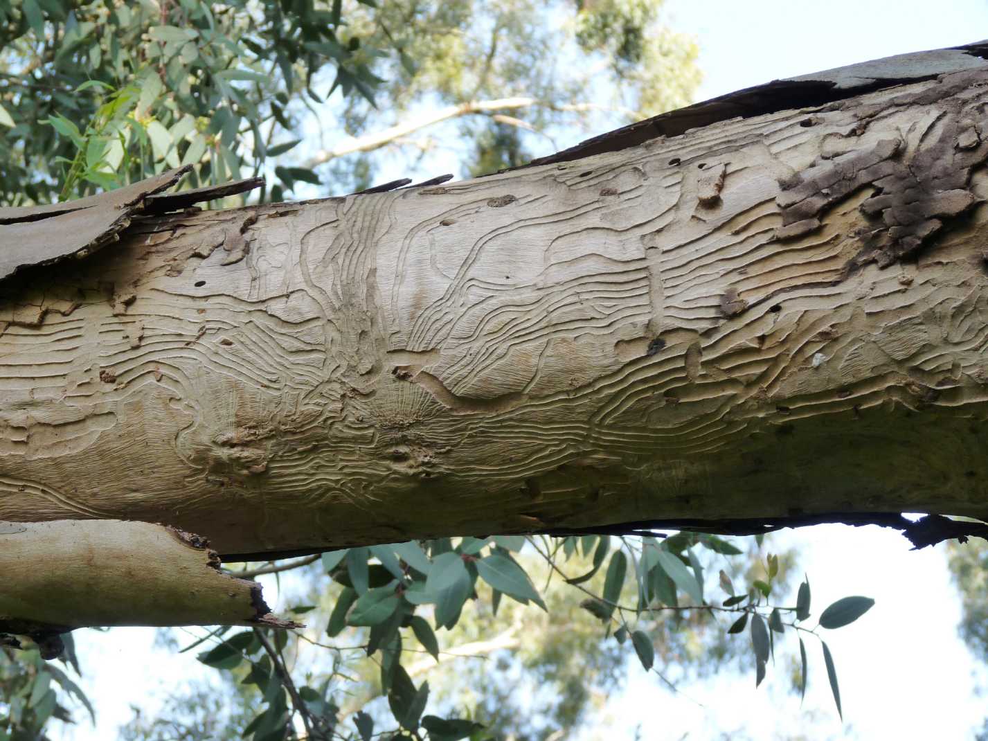 Phoracantha recurva nel Lazio