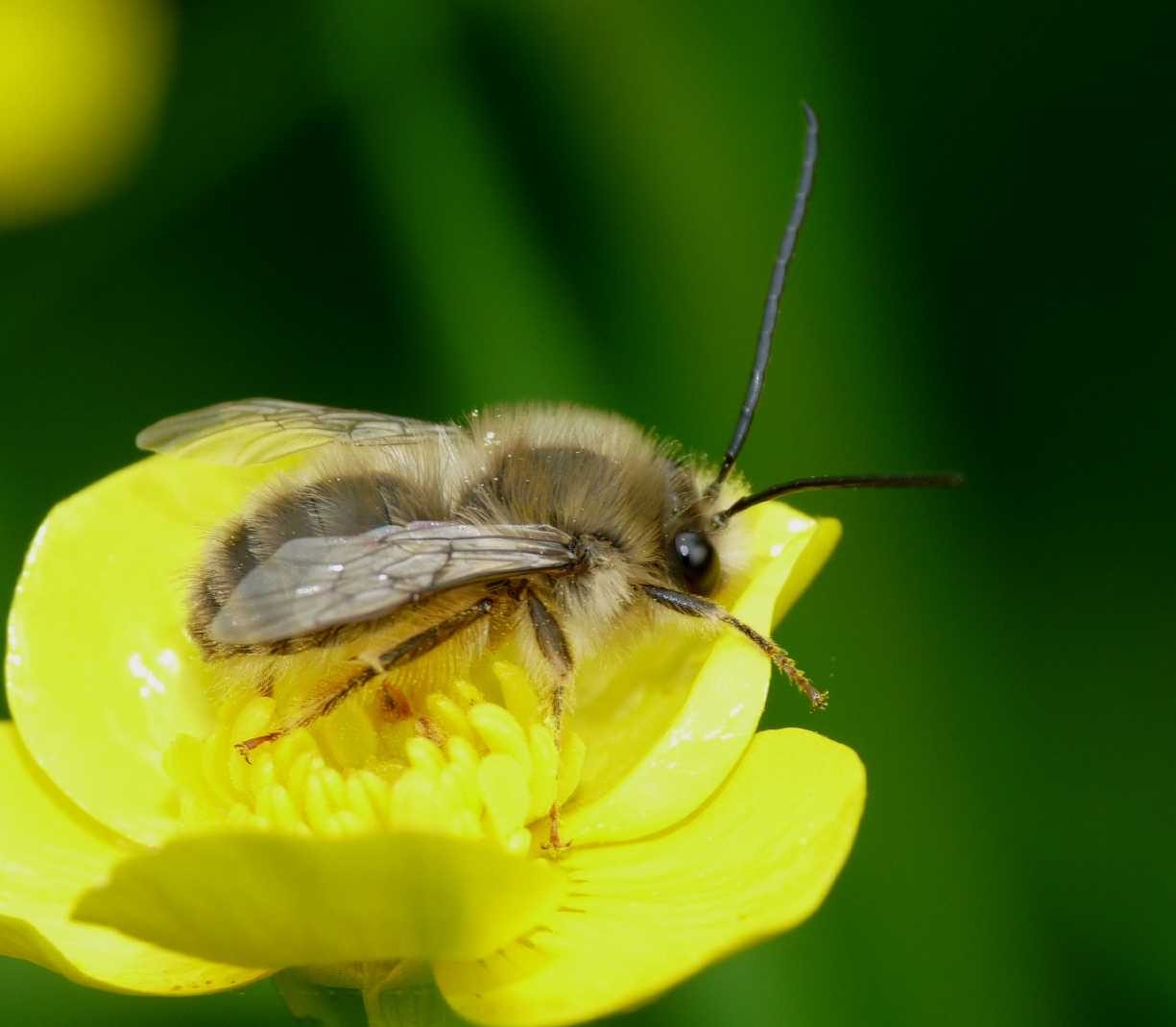 Eucera?