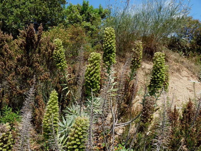 Echium fastuosum