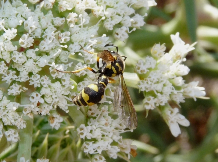 Vespidae Eumeninae: Eumenes sp.