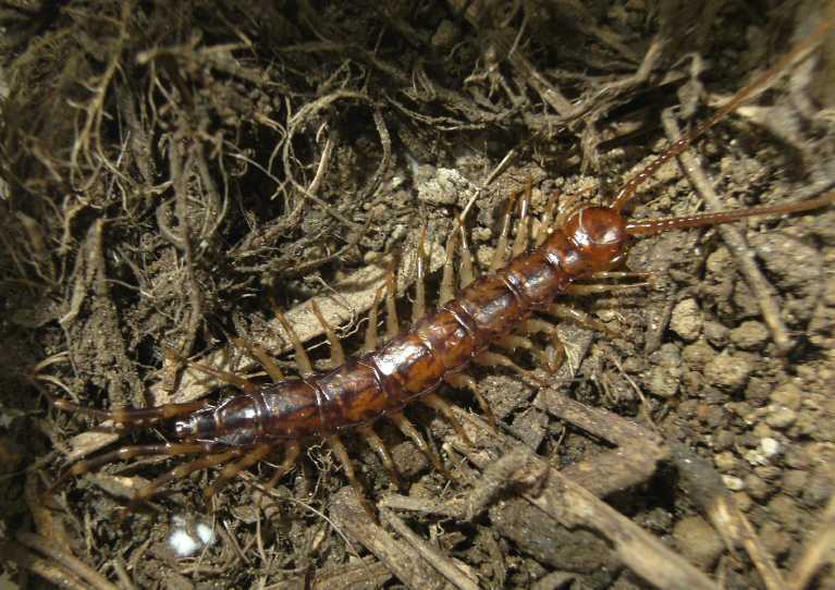 Lithobius