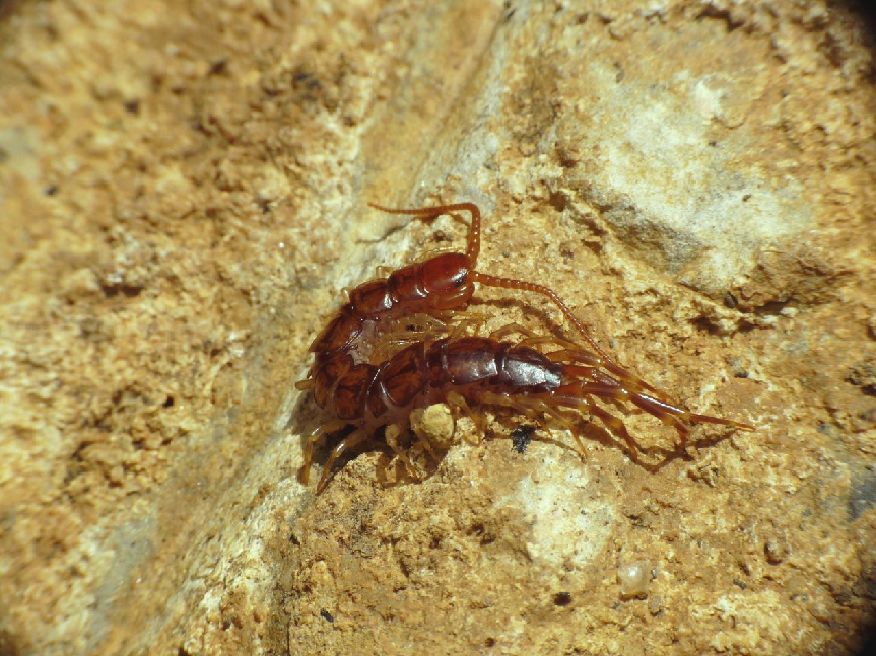 Lithobius