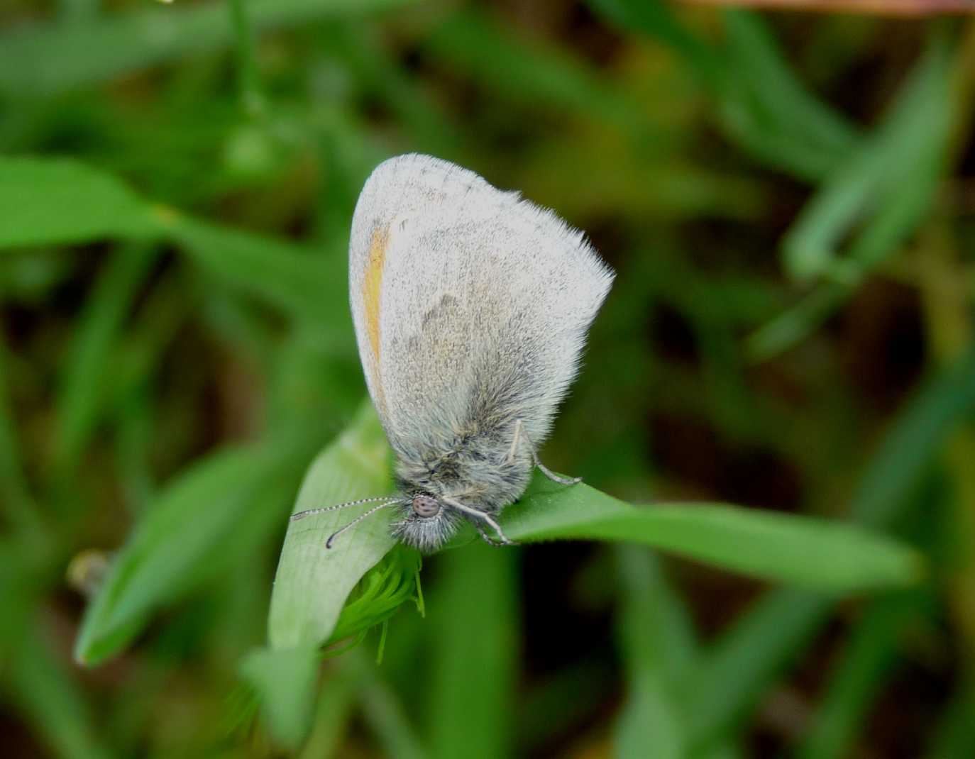 Farfallina da identificare - Coenonympha pamphilus