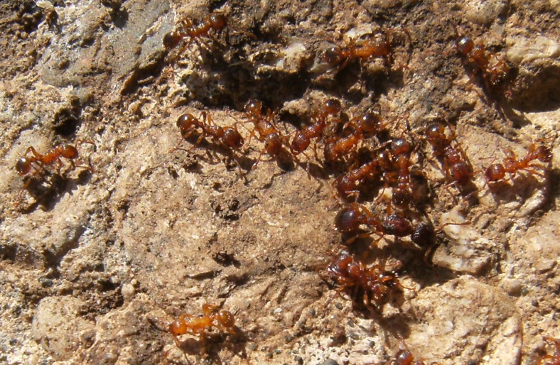 Myrmica sp. con femmina