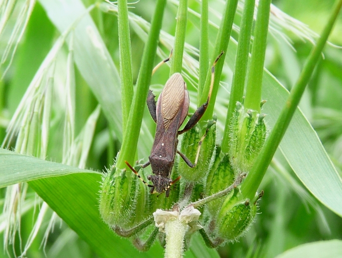 Eterottero dai grandi femori: Camptopus lateralis