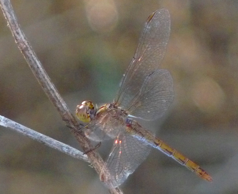 Sympetrum da determinare