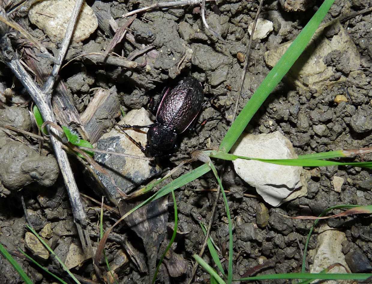 Carabo da determinare: Carabus alysidotus