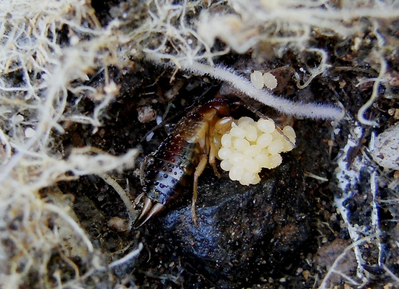 Forficula pubescens (?) con uova