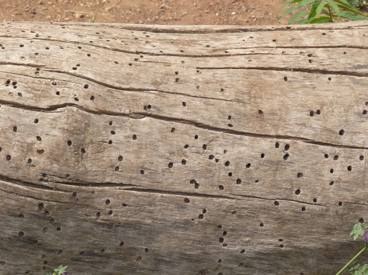 Eurythyrea micans: un giallo