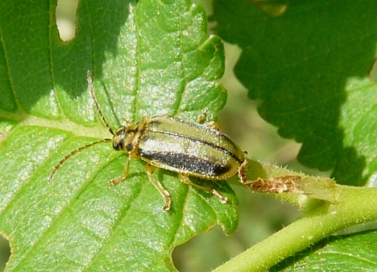 galerucella dell''olmo