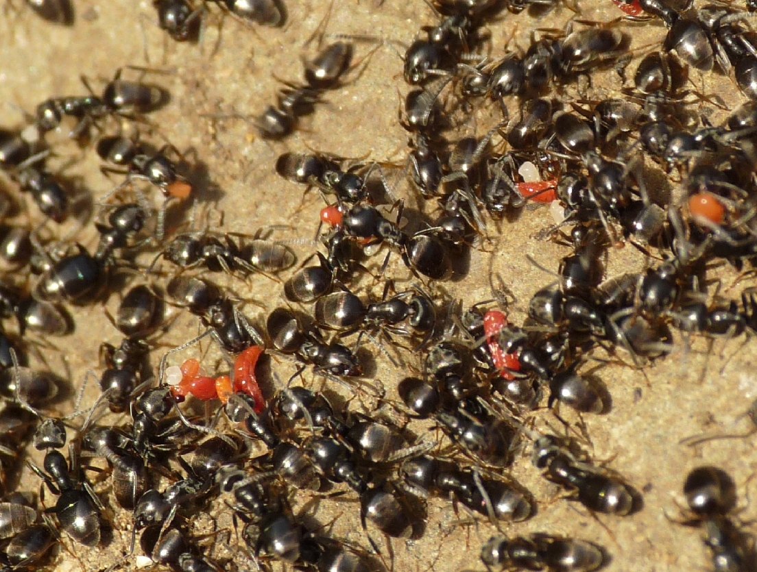 Tapinoma sp. (Formicidae) con ospiti (Coccidi)