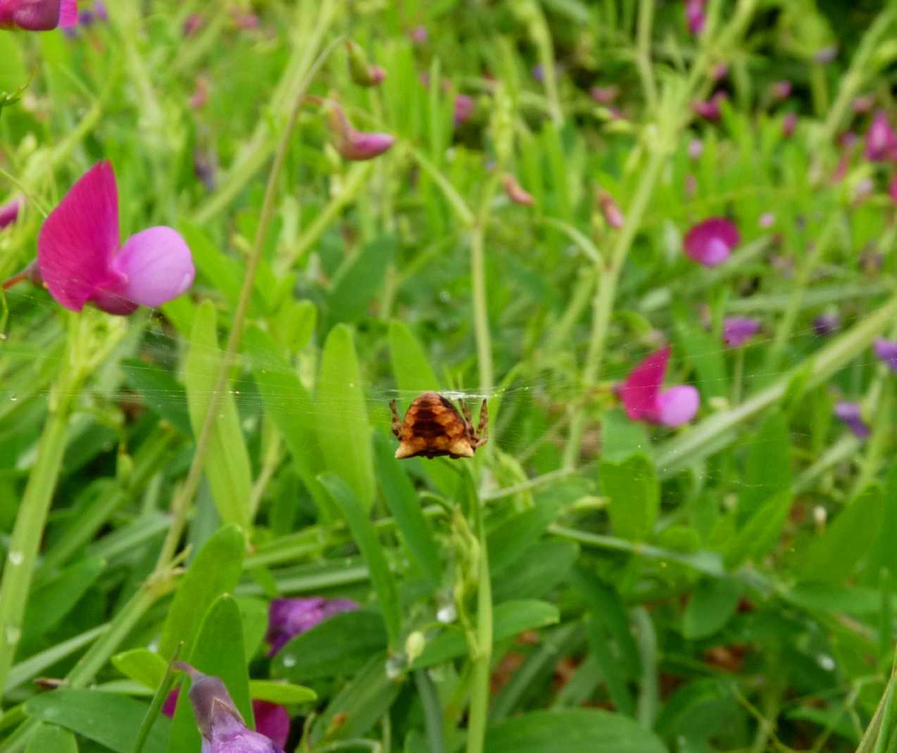 Gibbaranea bitubercolata