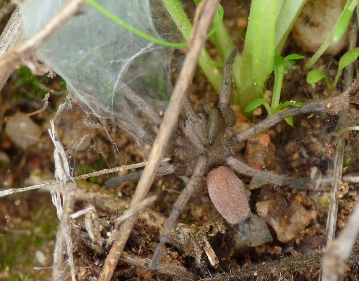 Gnaphosidae nel bozzolo