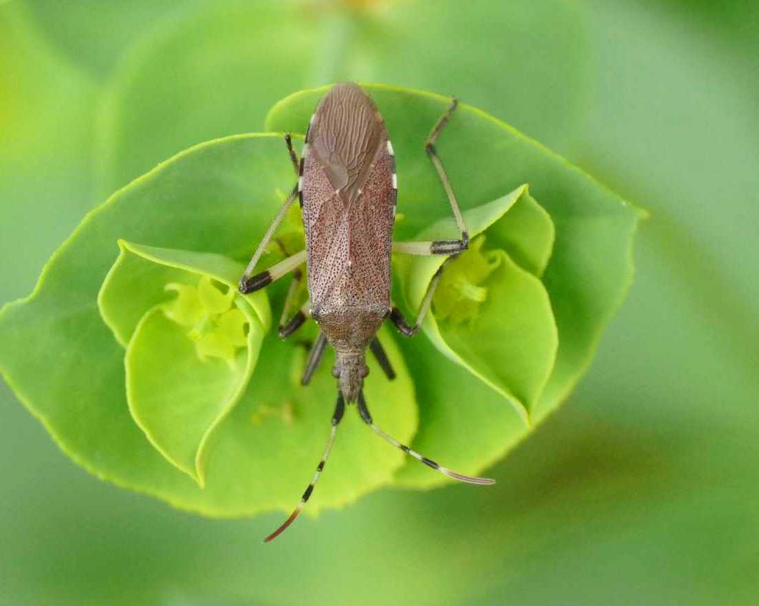 Coreidae?No: Stenocephalidae