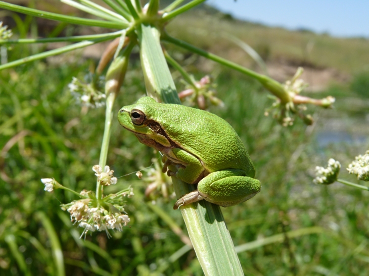 Hyla sarda