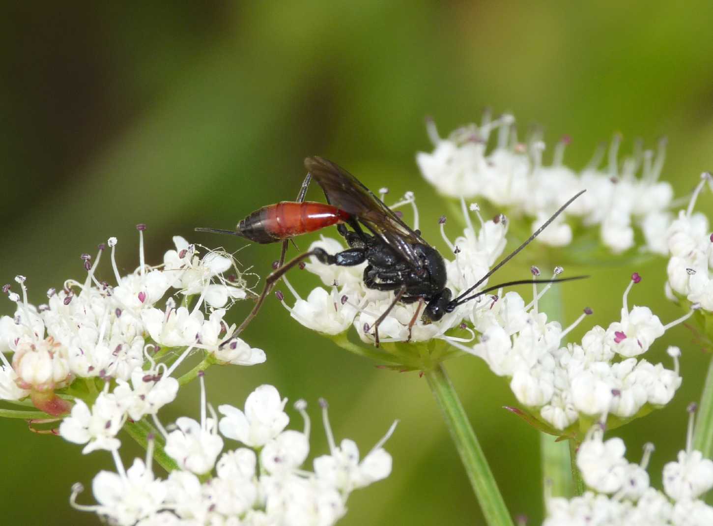 Ichneumonidae da determinare