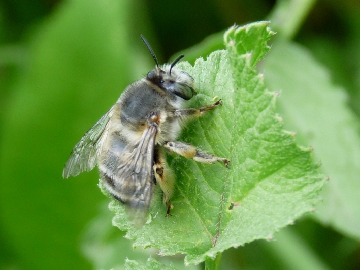 Anthophora cfr plumipes)