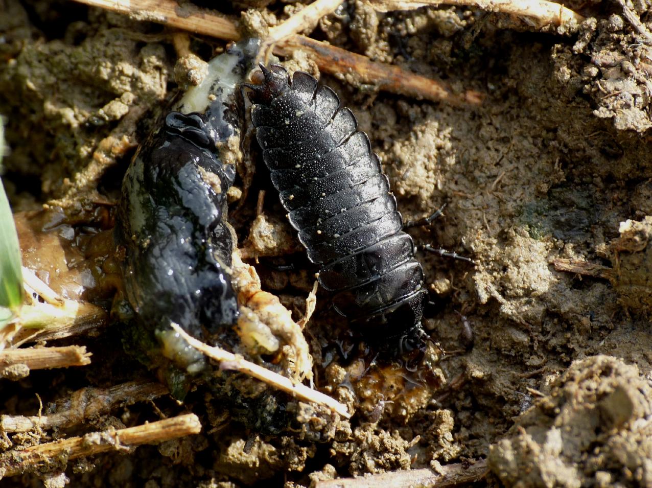 Larva di Carabus coriaceus con lumaca