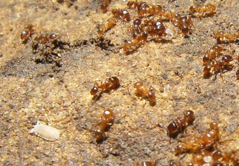 Isopodi bianchi ospiti delle formicheTetramorium