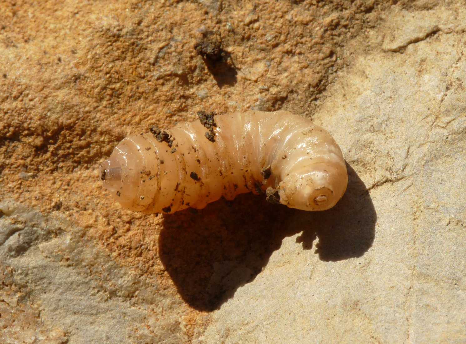 Larva da identificare