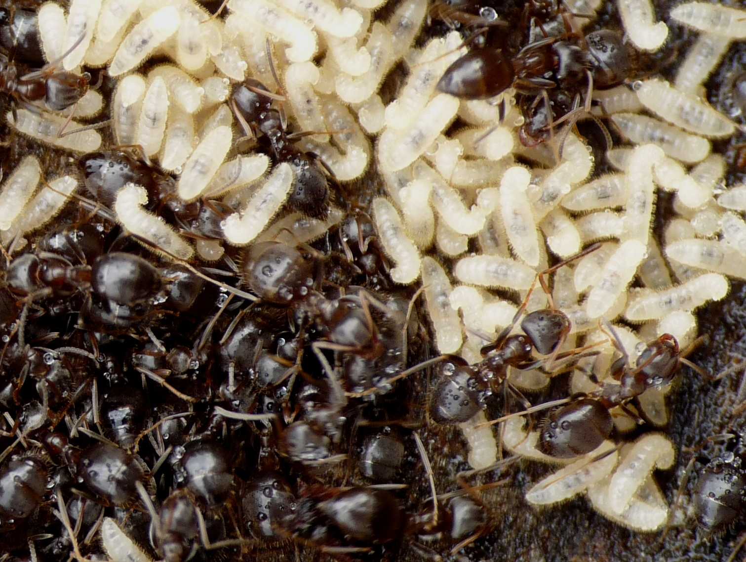 Lasius sp. (Formicidae)