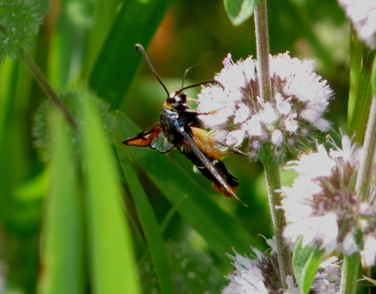 Lepidottero strano: cfr.  Pyropteron chrysidiformis  (Sesiidae)