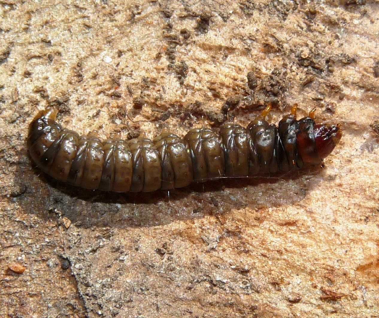 cosa sara mai? (larva in legno marcescente)