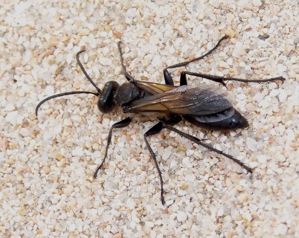 Sphex  flavipennis