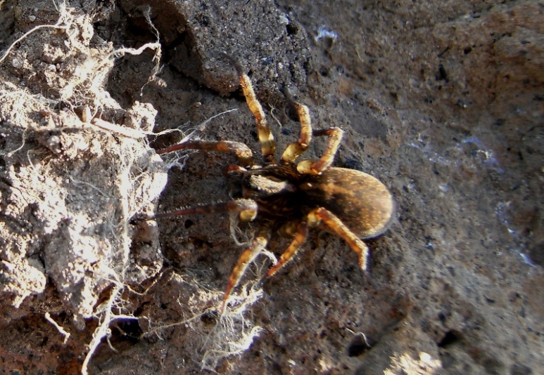 Trochosa sp.