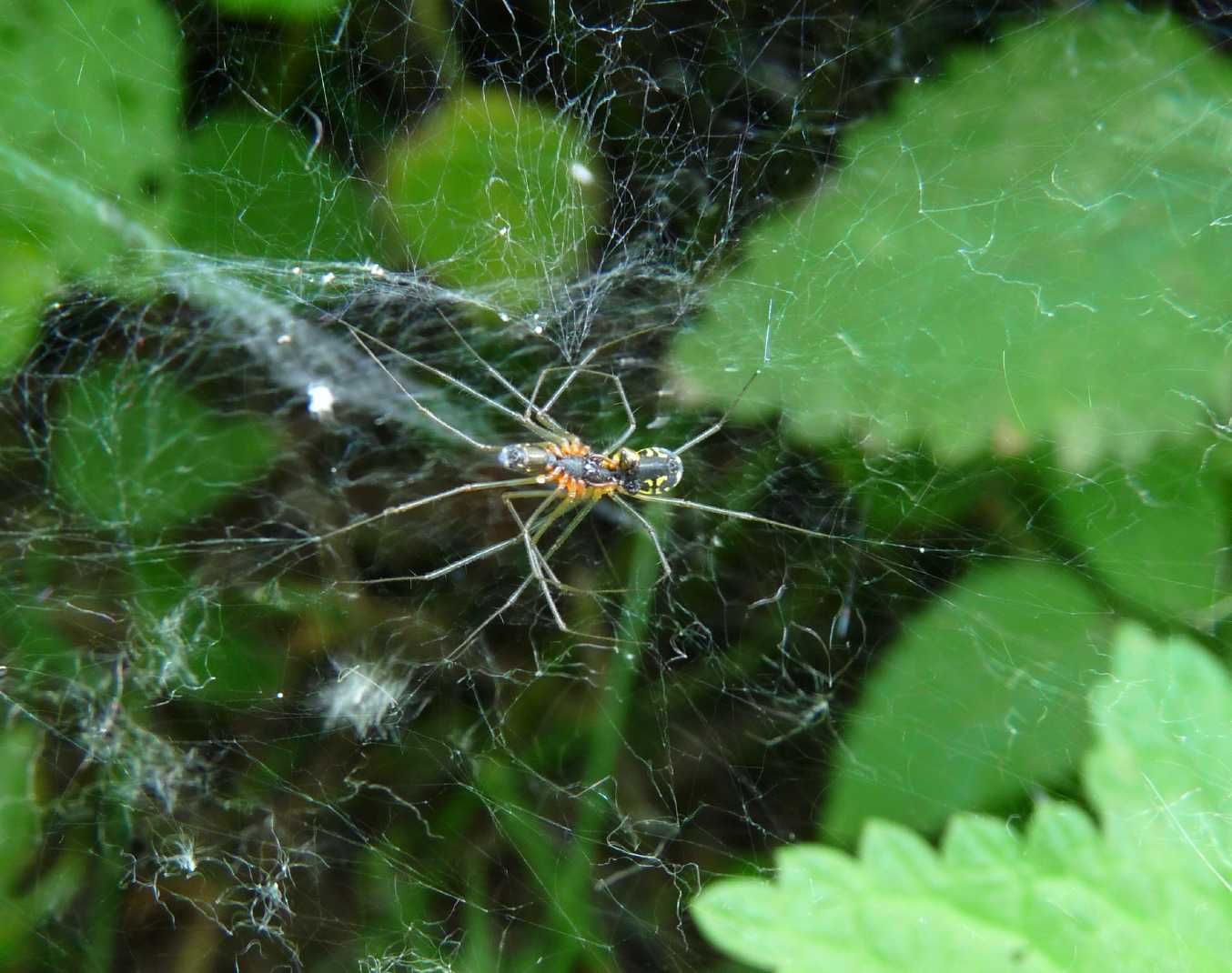 Linyphiidae in accoppiamento.