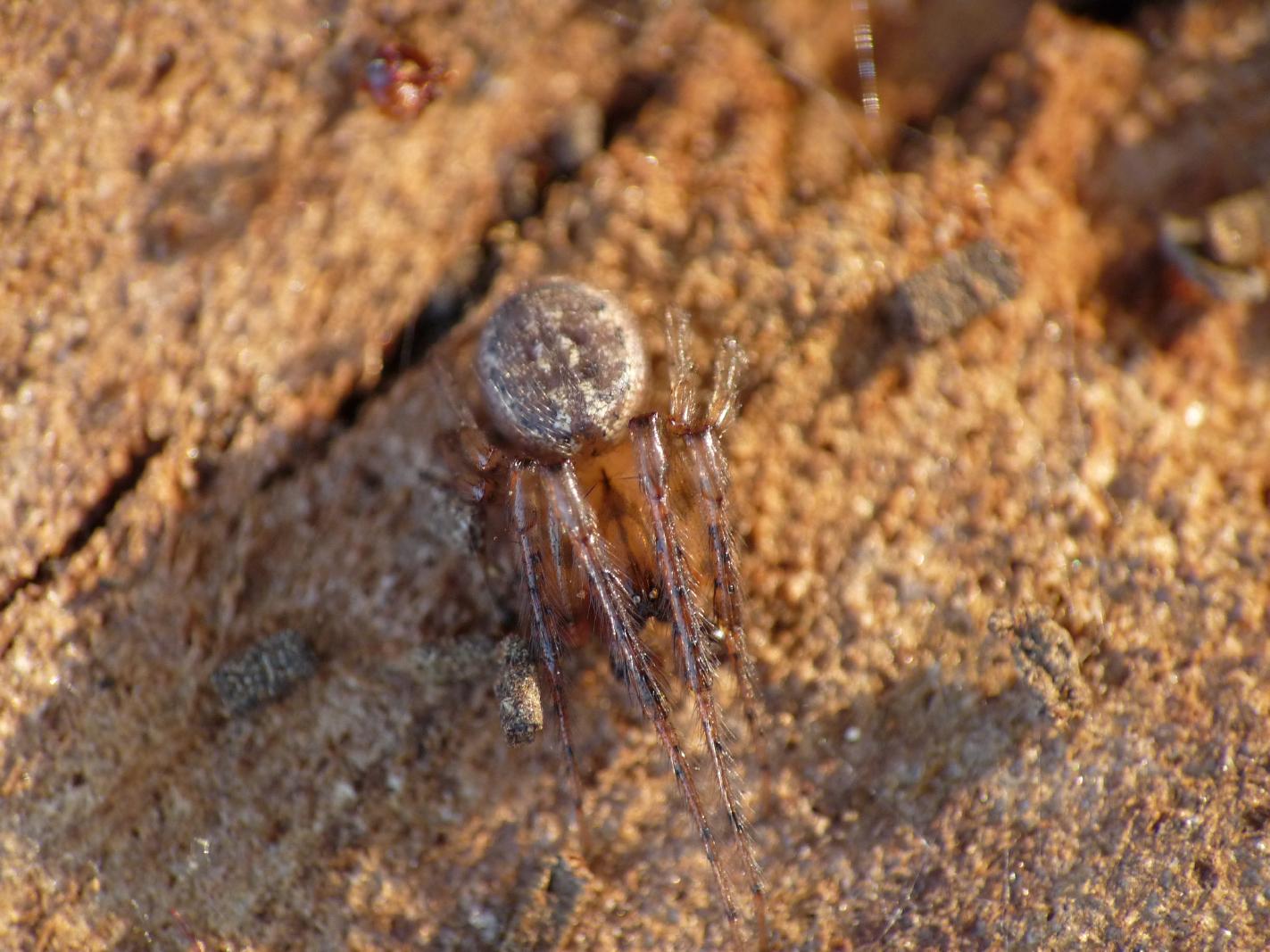 Ragno da identificare (Stroemiellus - Leviellus?)