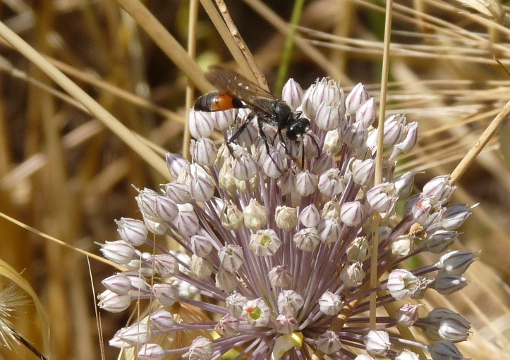 Sphex funerarius? (o flavipennis)