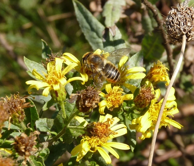 Megachile sp.