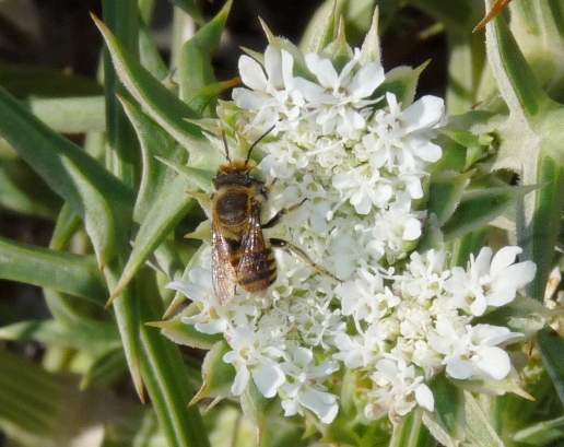 Megachile sp. (Apidae Megachilinae).